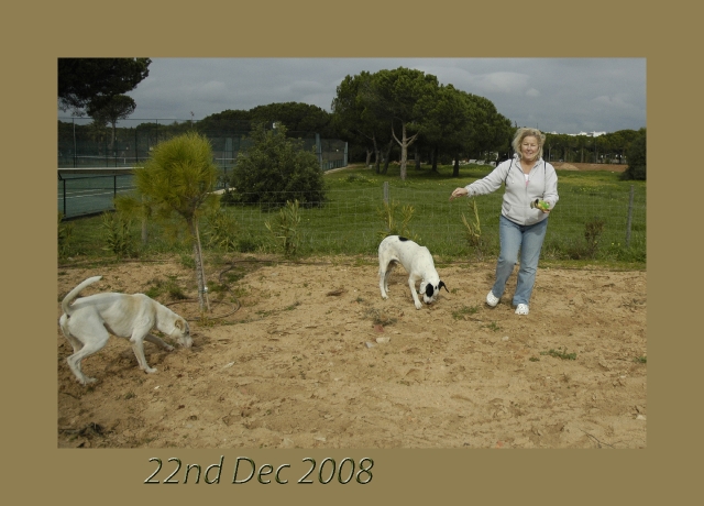 portugal, the algarve, vilamou-79.jpg - SU FEEDING STRAY DOGS IN VILAMOURA